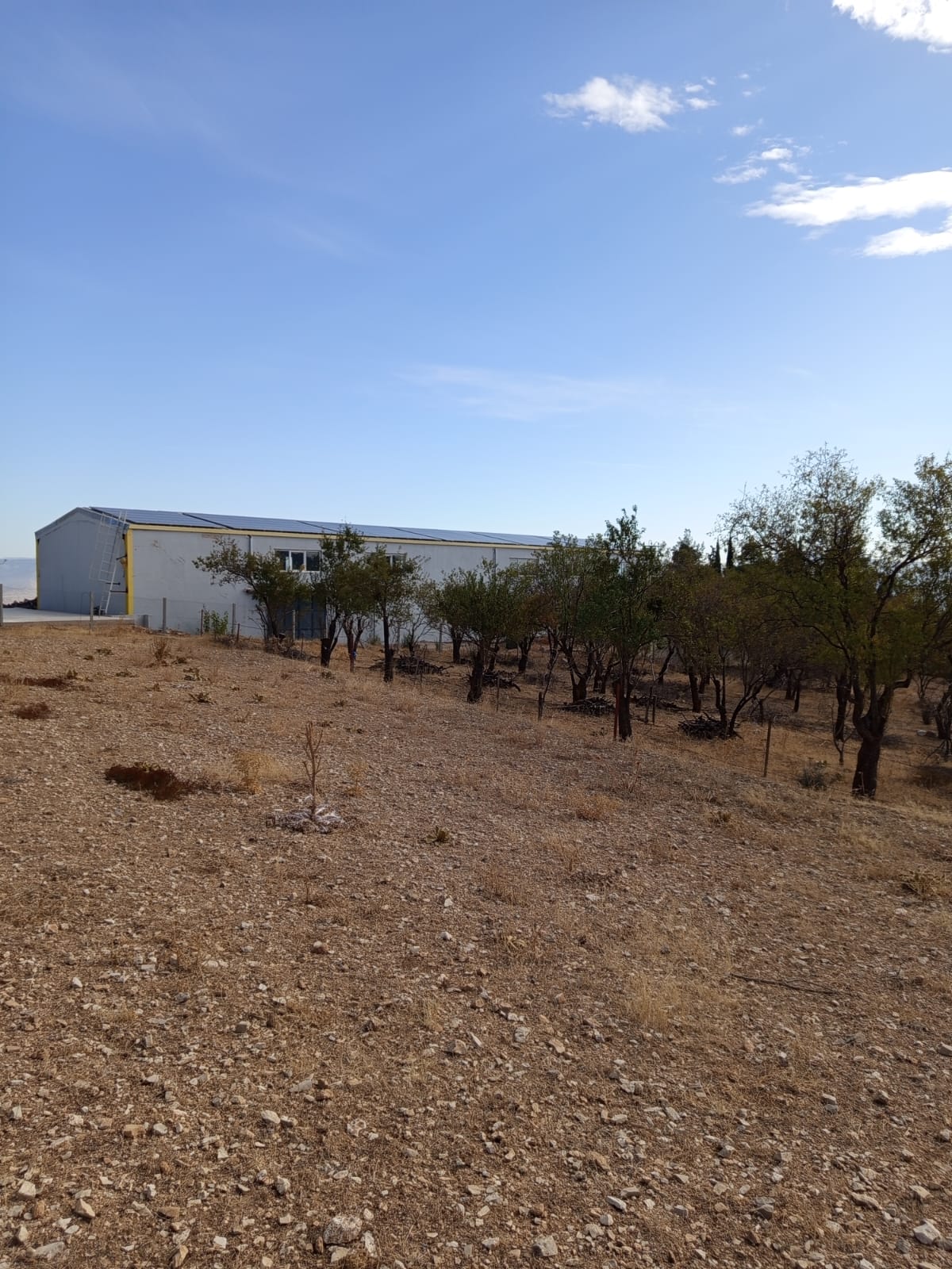 korkuteli çomalı mahallesinde 1500 m2 köyiçi bölünebilir arsa